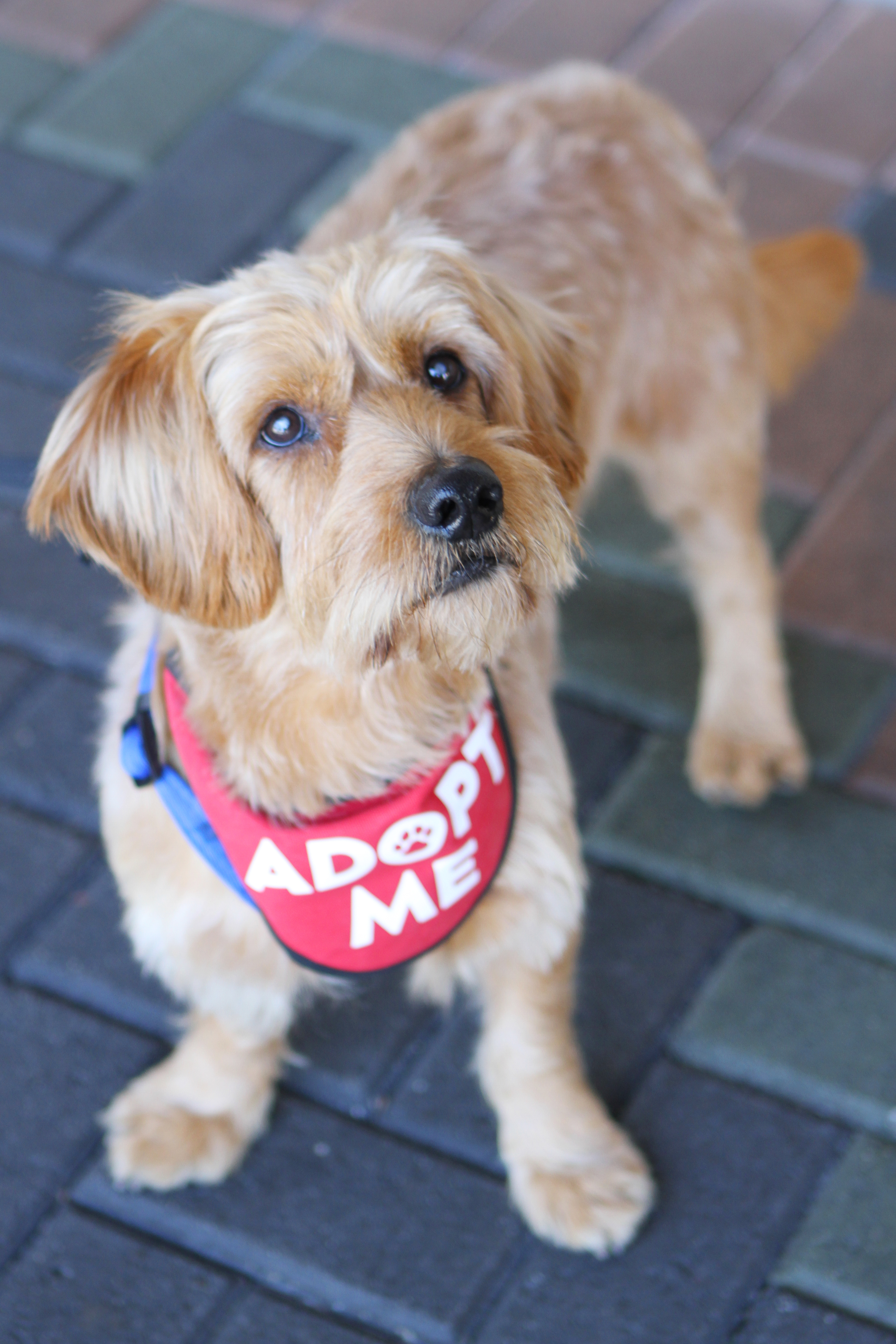 Enlarge Finnegan, a Adoptable mixed breed in Mission Viejo, CA image 6/6