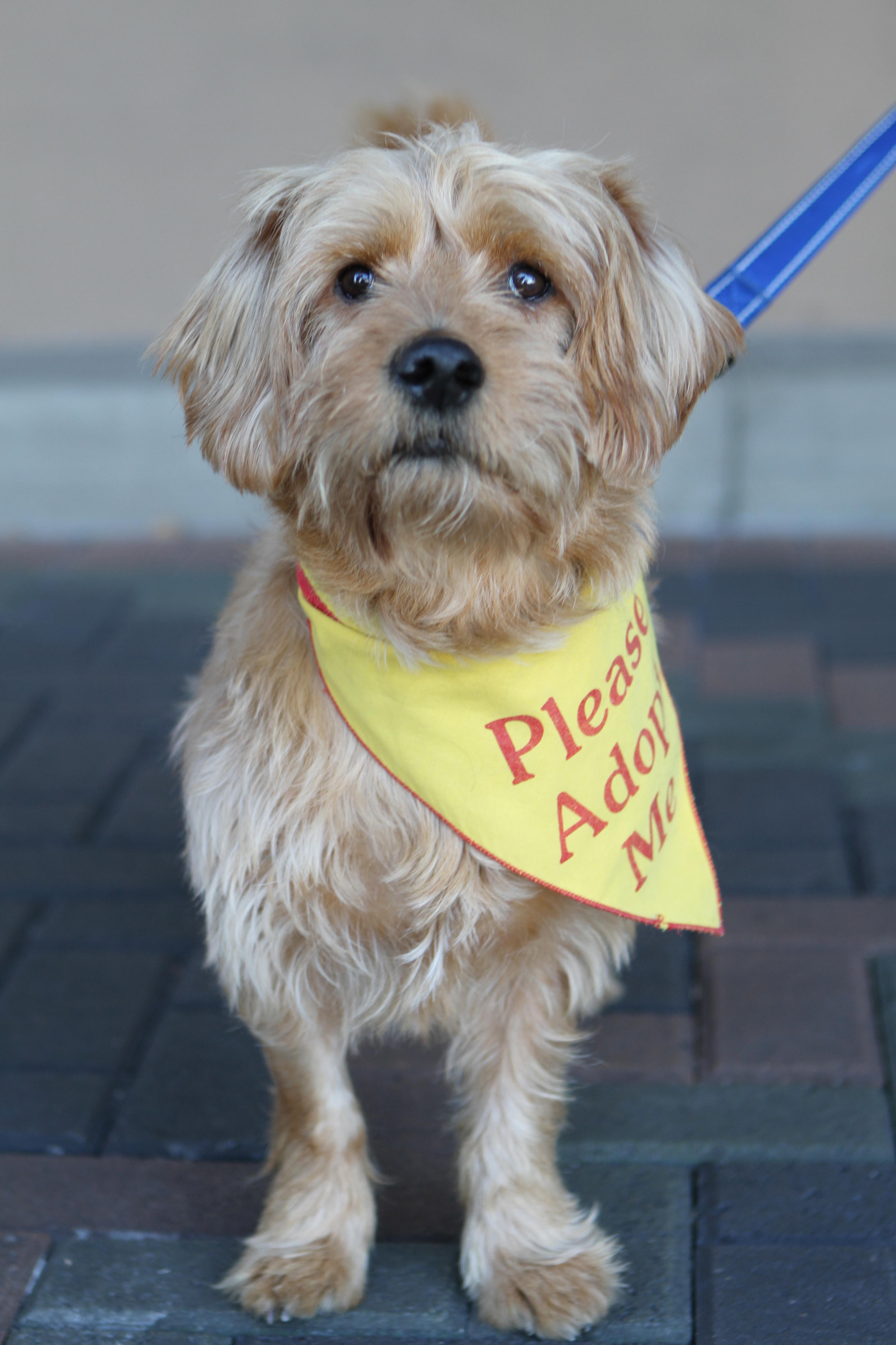 Enlarge Finnegan, a Adoptable mixed breed in Mission Viejo, CA image 4/6