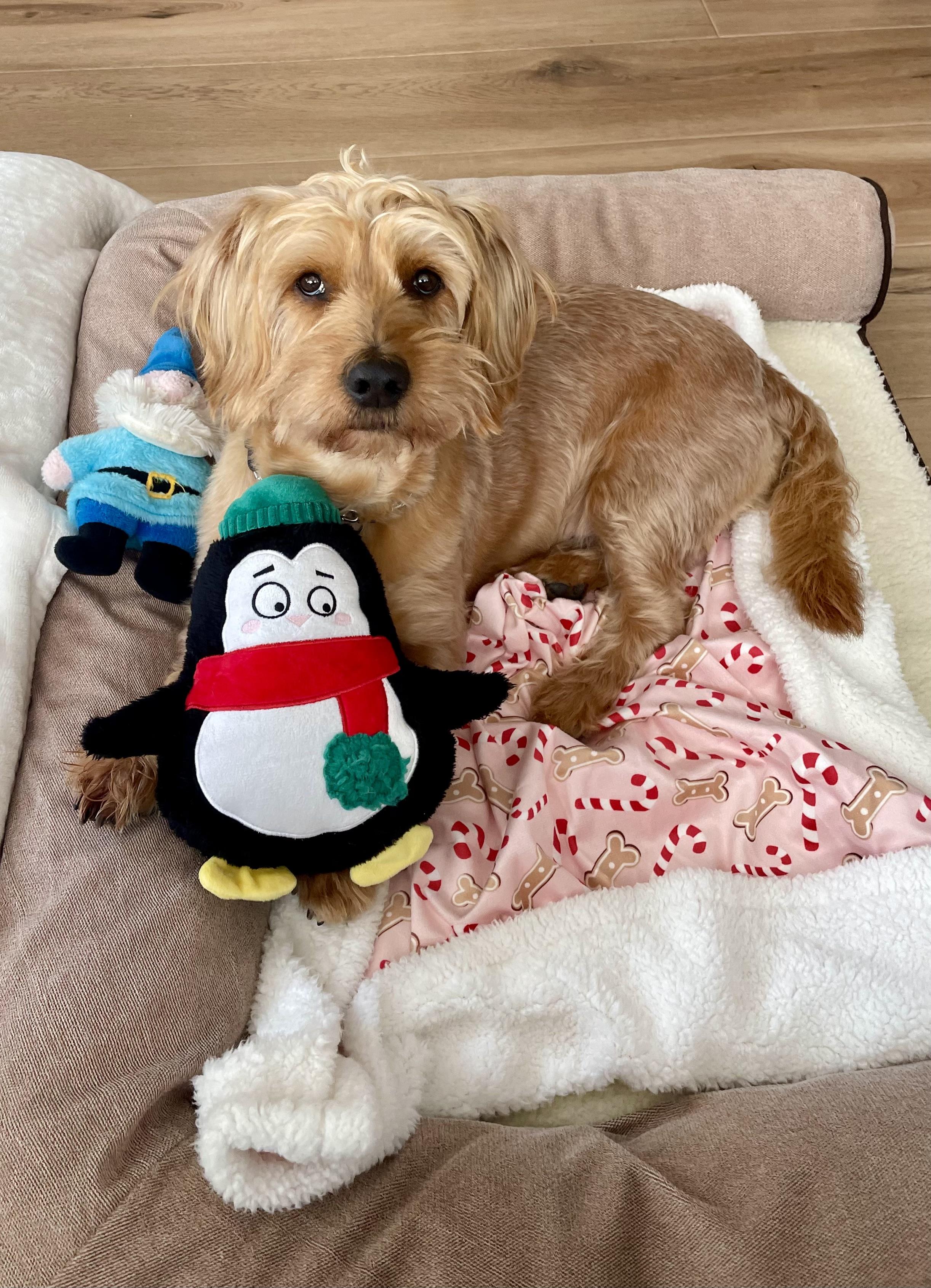 Enlarge Finnegan, a Adoptable mixed breed in Mission Viejo, CA image 3/6