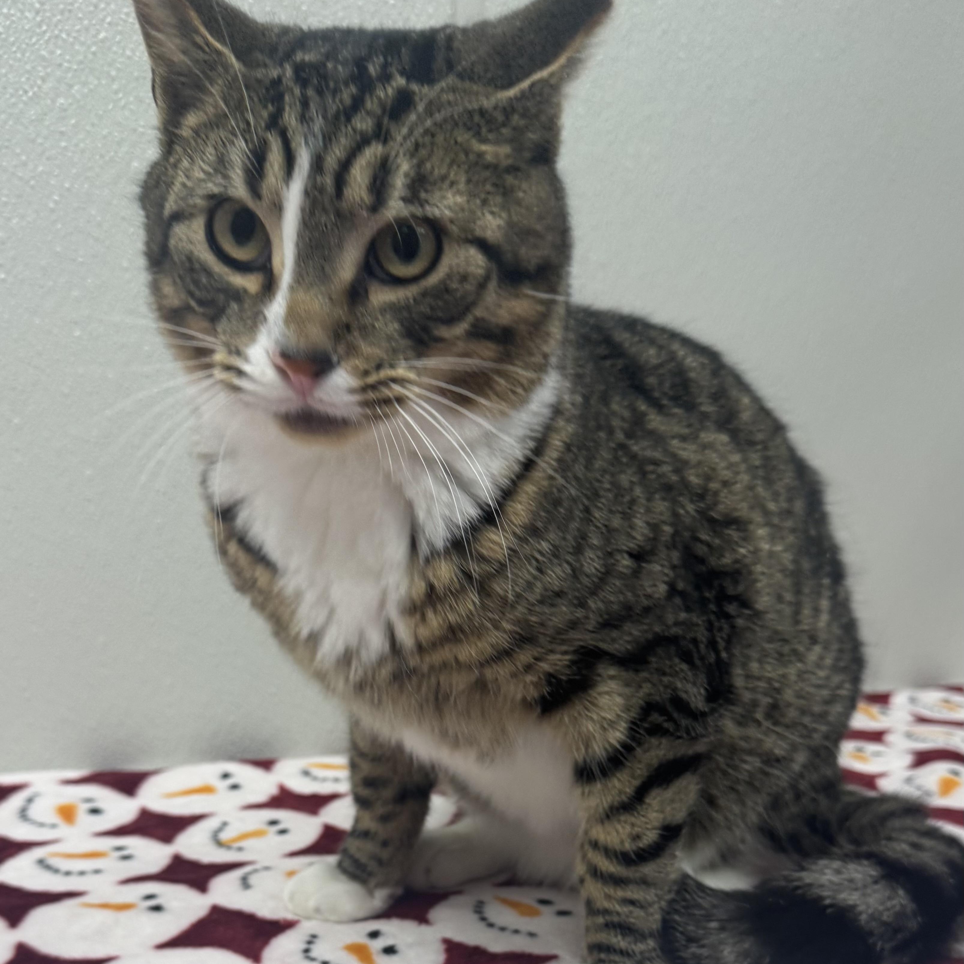 Enlarge Loki, a ADOPTABLE Domestic Short Hair in Fall River, MA image 1/2