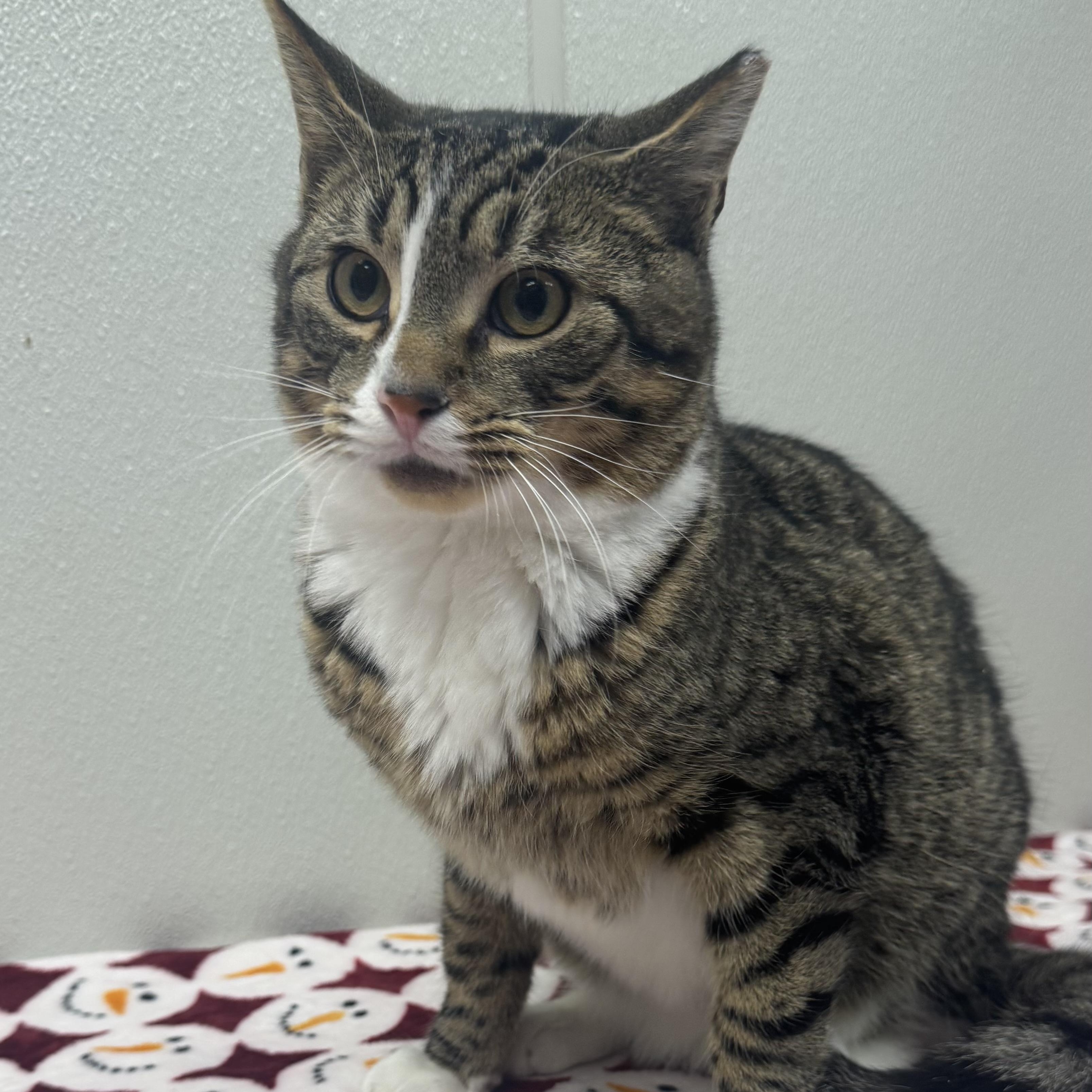 Enlarge Loki, a ADOPTABLE Domestic Short Hair in Fall River, MA image 2/2