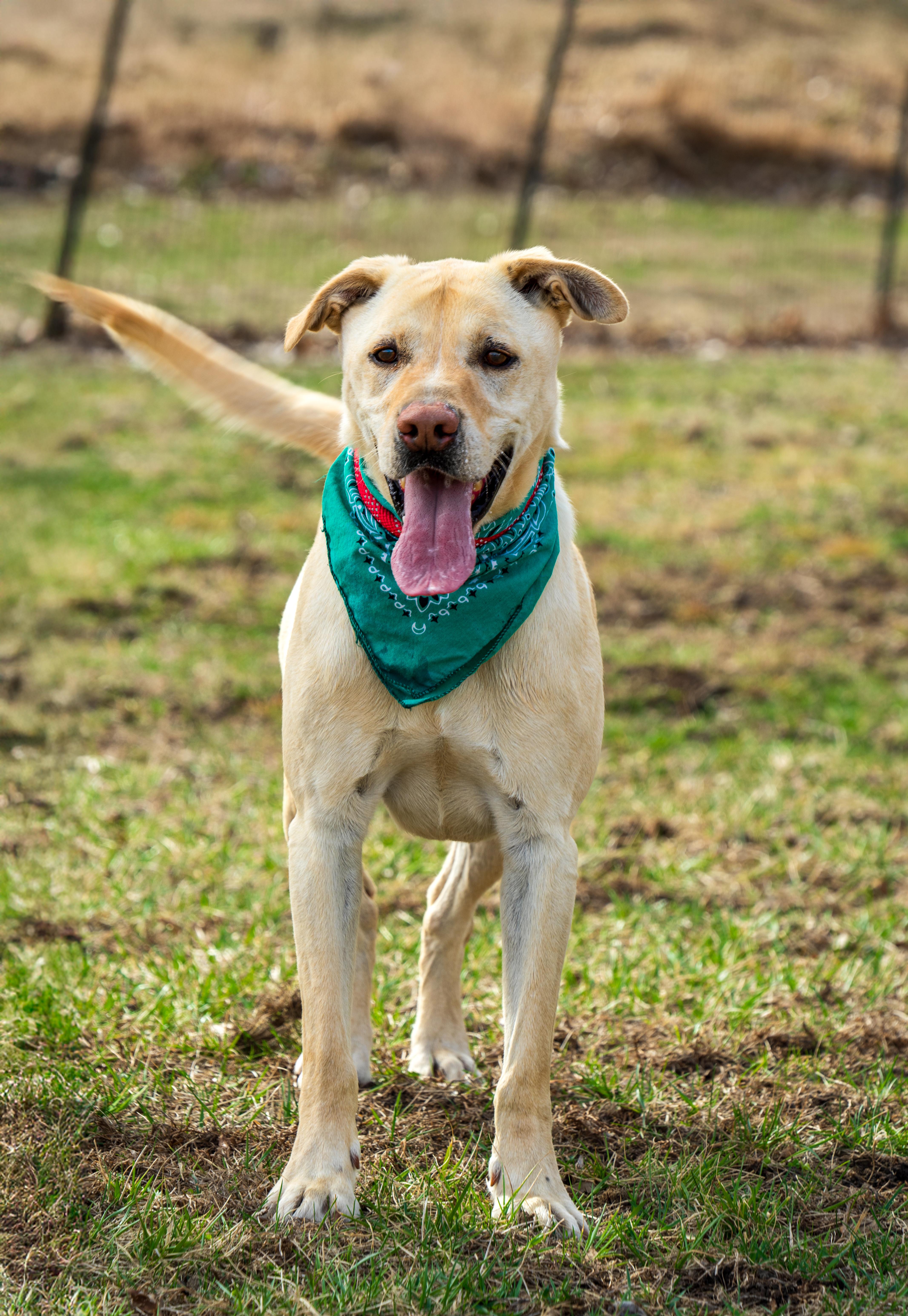 Archer, a Adoptable mixed breed in Auburn, NE image 2/4