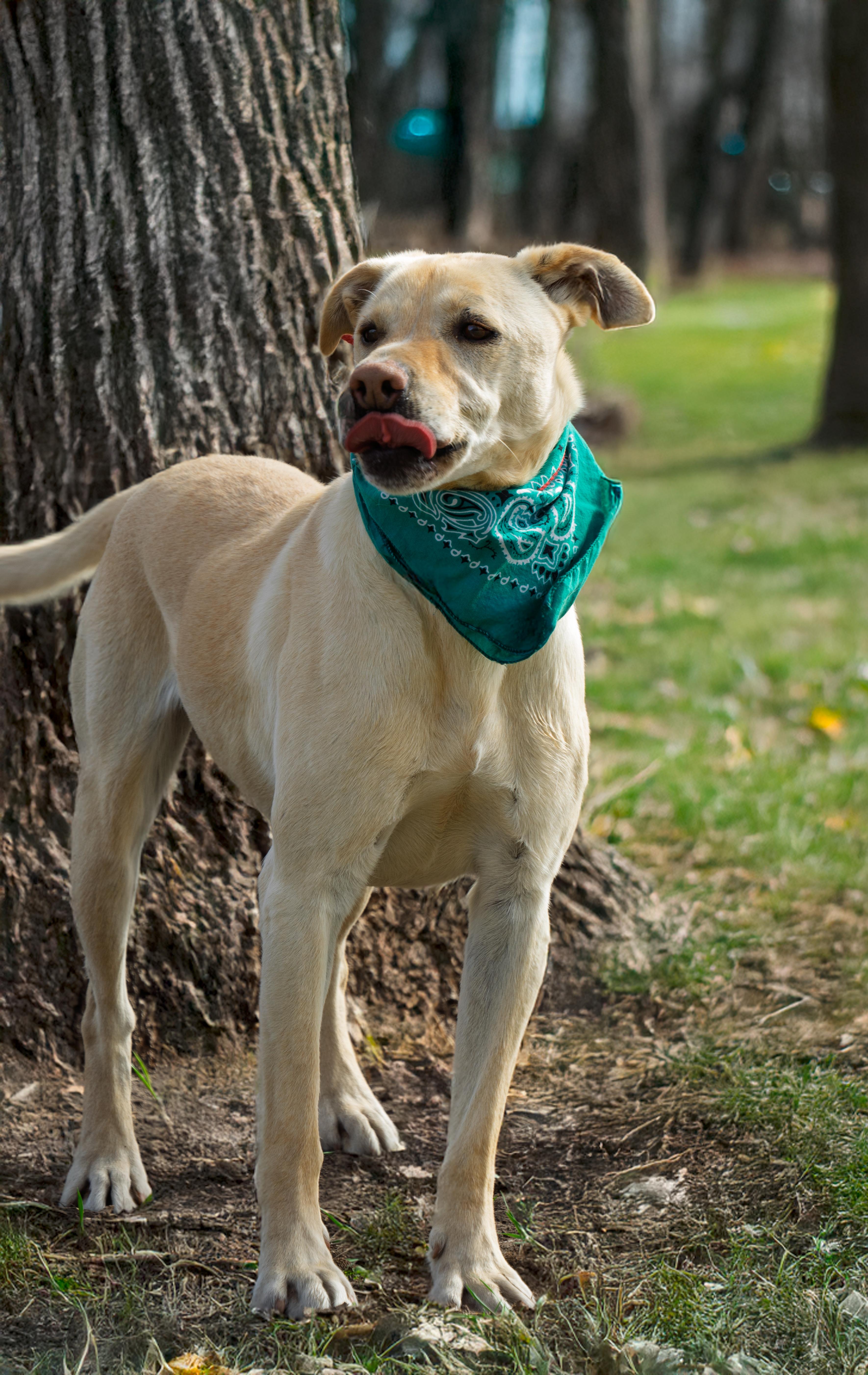 Archer, a Adoptable mixed breed in Auburn, NE image 3/4