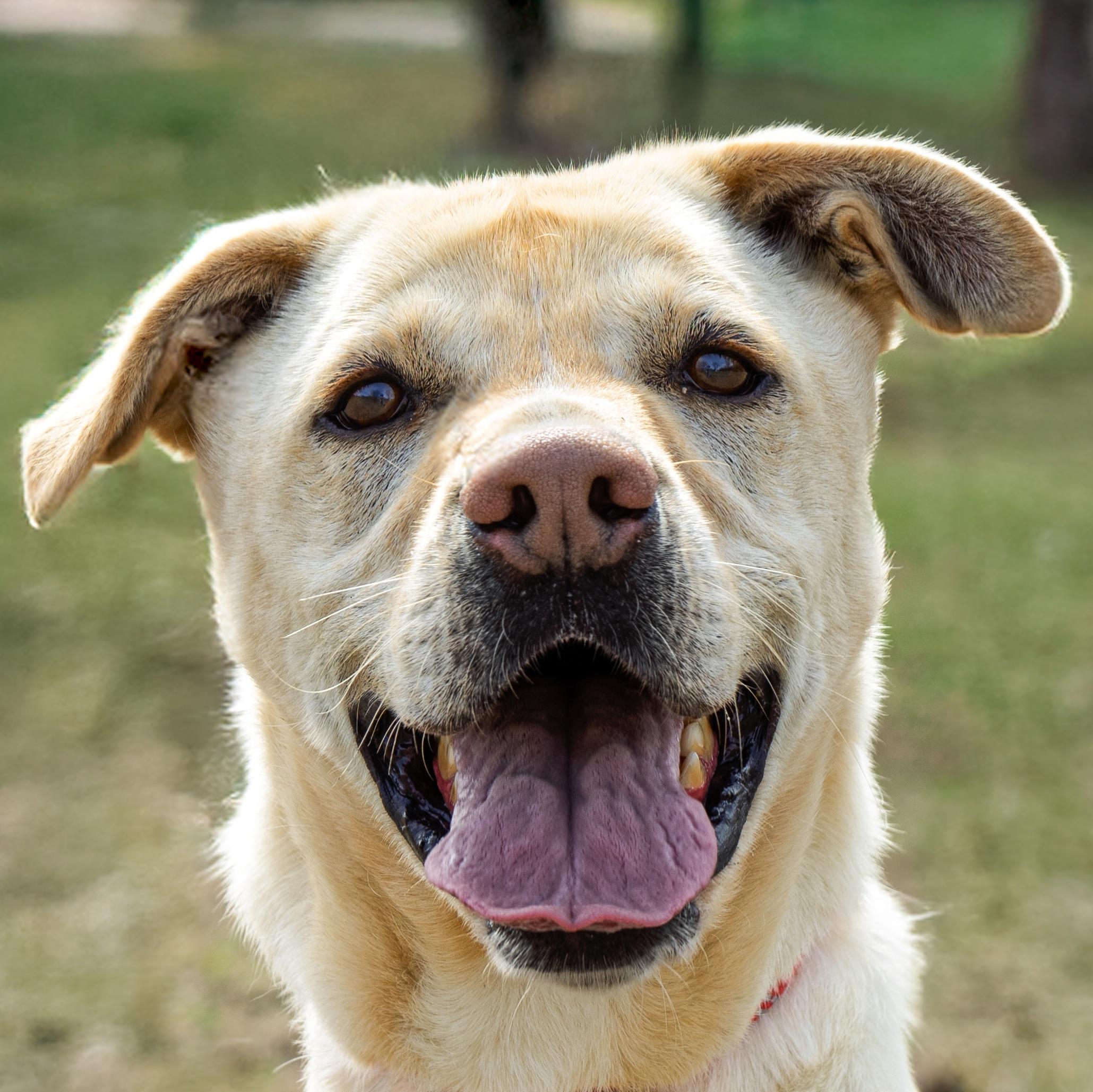 Archer, a Adoptable mixed breed in Auburn, NE image 1/4