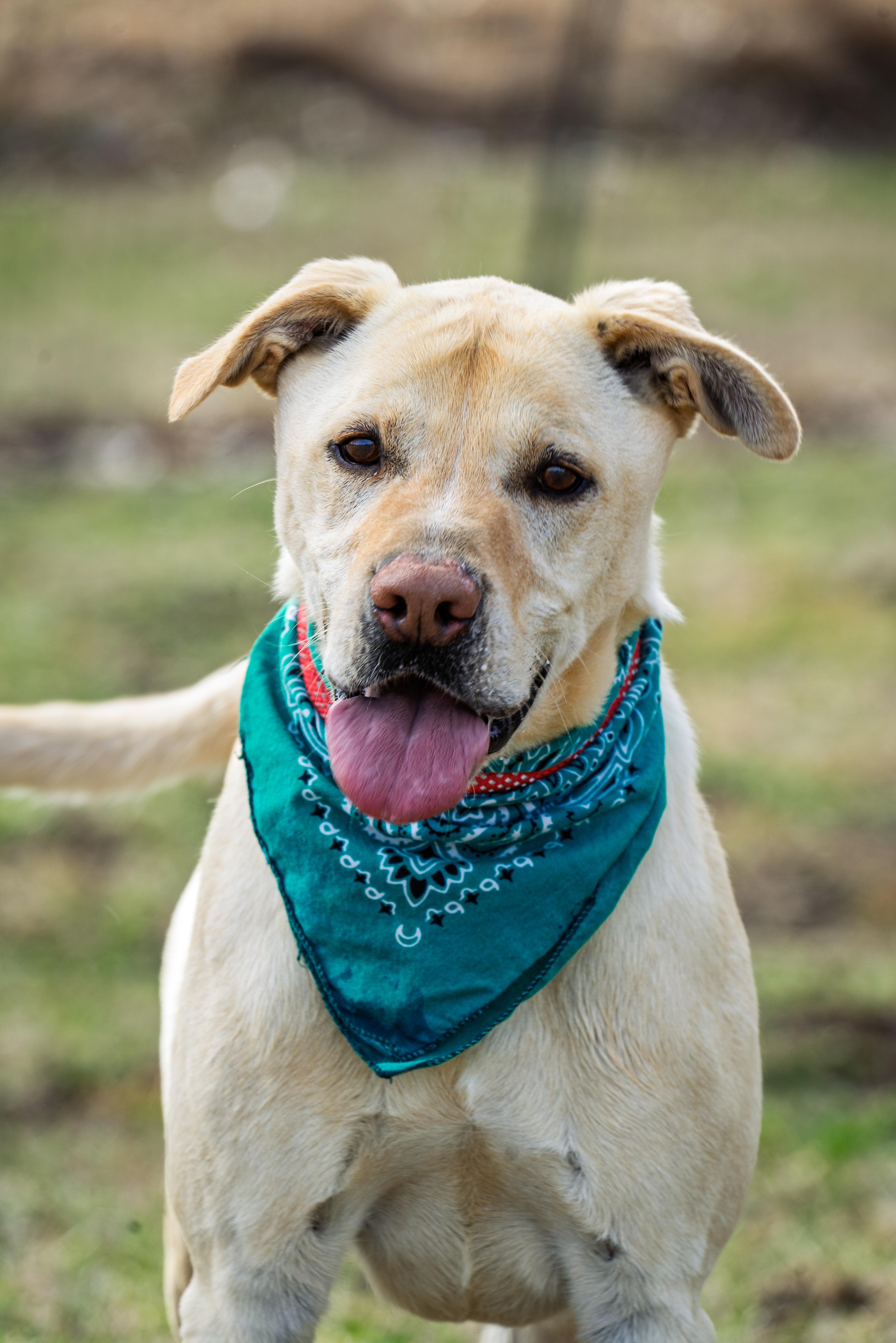 Archer, a Adoptable mixed breed in Auburn, NE image 4/4