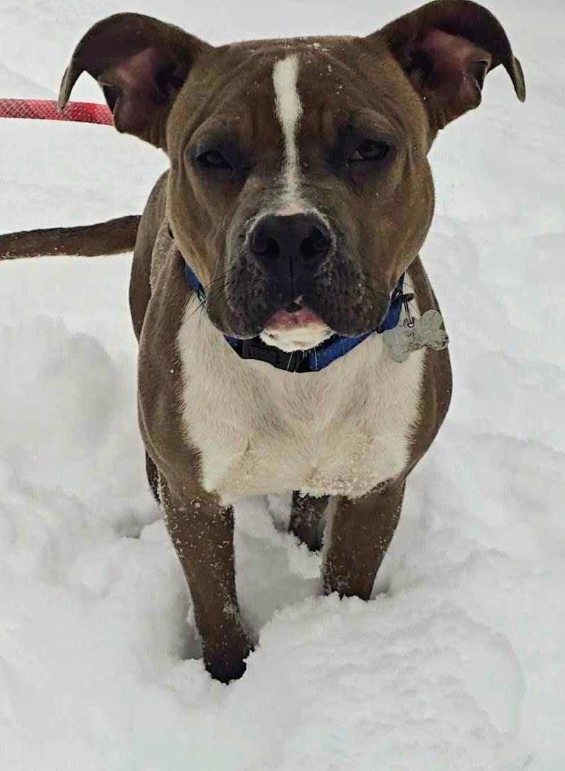 Enlarge Askhim , a ADOPTABLE Pit Bull Terrier in West newton, PA image 3/5