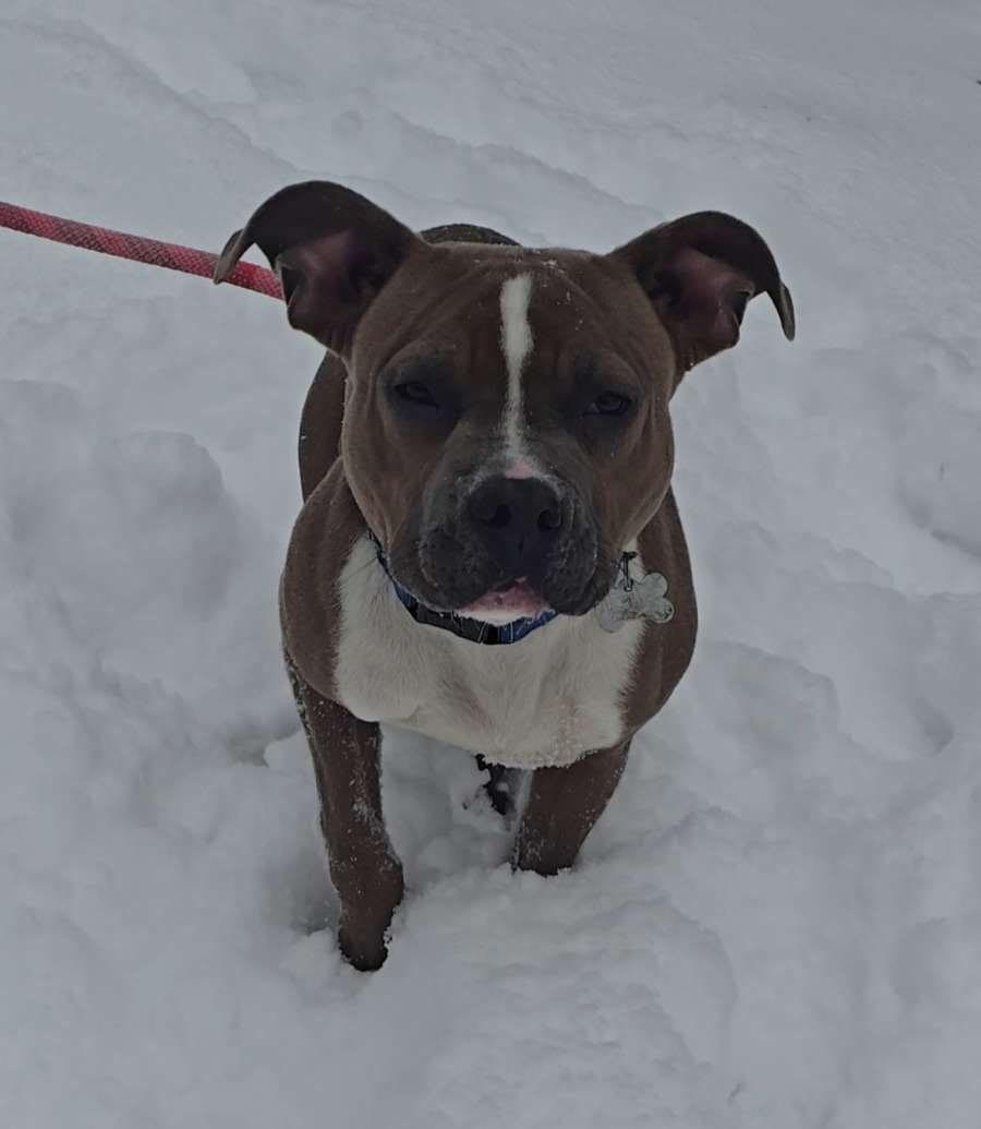 Enlarge Askhim , a ADOPTABLE Pit Bull Terrier in West newton, PA image 4/5