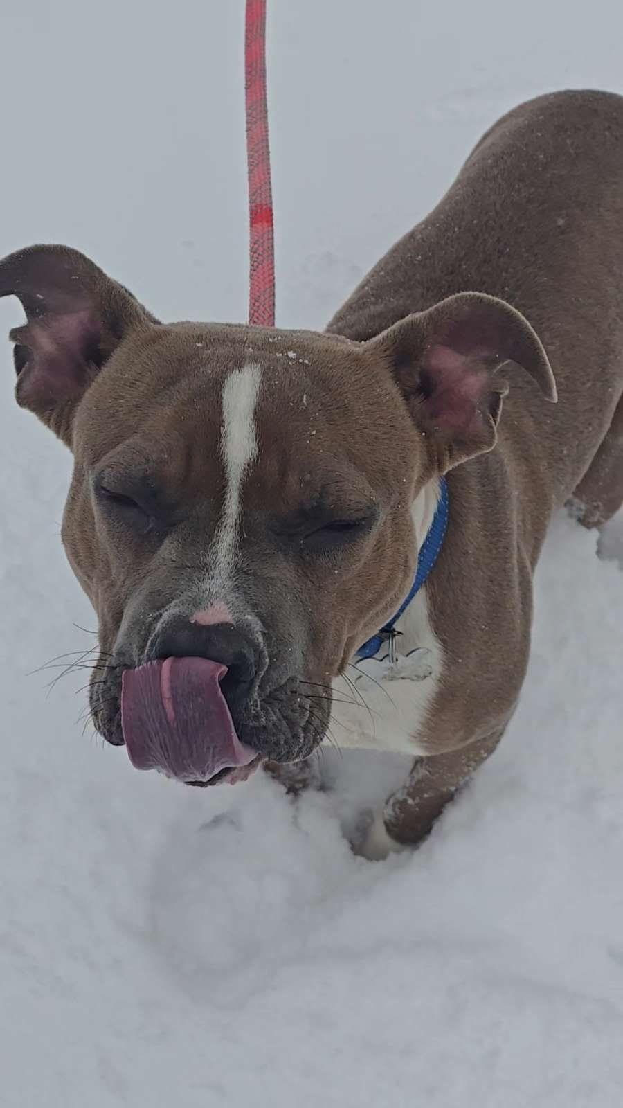 Enlarge Askhim , a ADOPTABLE Pit Bull Terrier in West newton, PA image 2/5