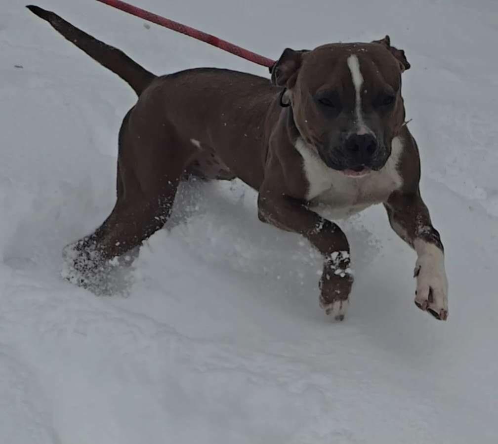 Enlarge Askhim , a ADOPTABLE Pit Bull Terrier in West newton, PA image 1/5
