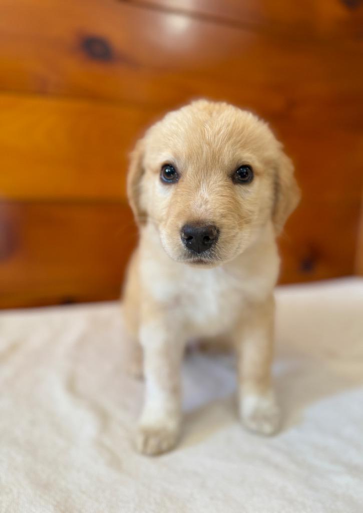 Teddy, Adopted, Puppy Male Retriever & Great Pyrenees.