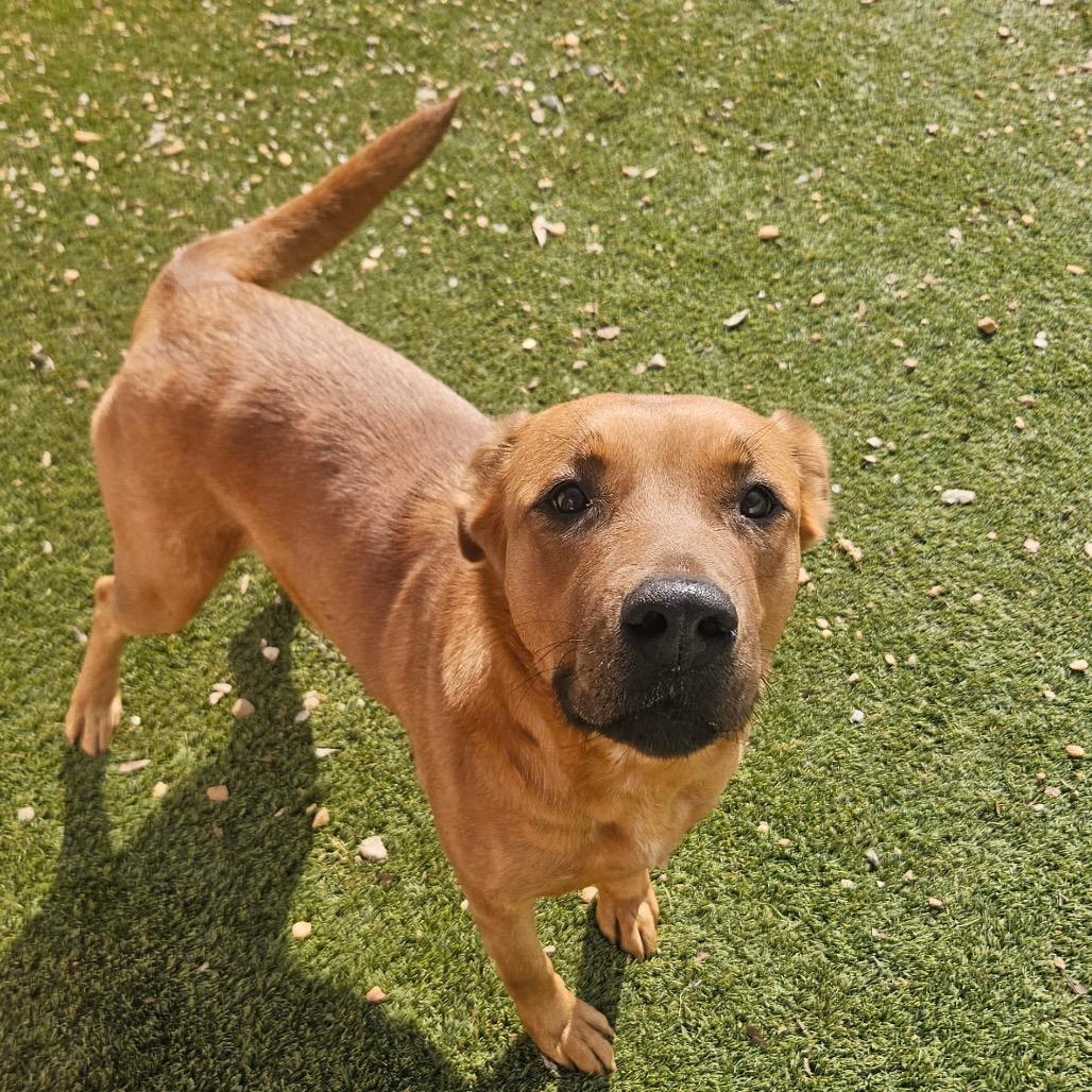 Enlarge Mama Aspen 9571, a Adoptable mixed breed in LOXAHATCHEE, FL image 1/5