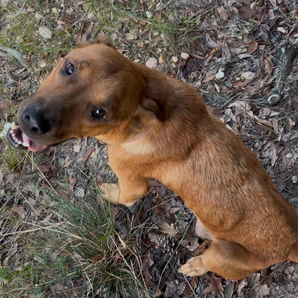 Enlarge Mama Aspen 9571, a Adoptable mixed breed in LOXAHATCHEE, FL image 2/5