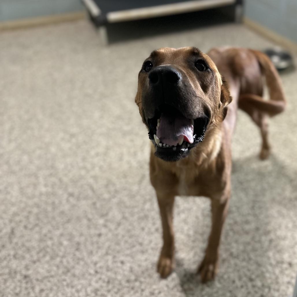 Enlarge Mama Aspen 9571, a Adoptable mixed breed in LOXAHATCHEE, FL image 3/5