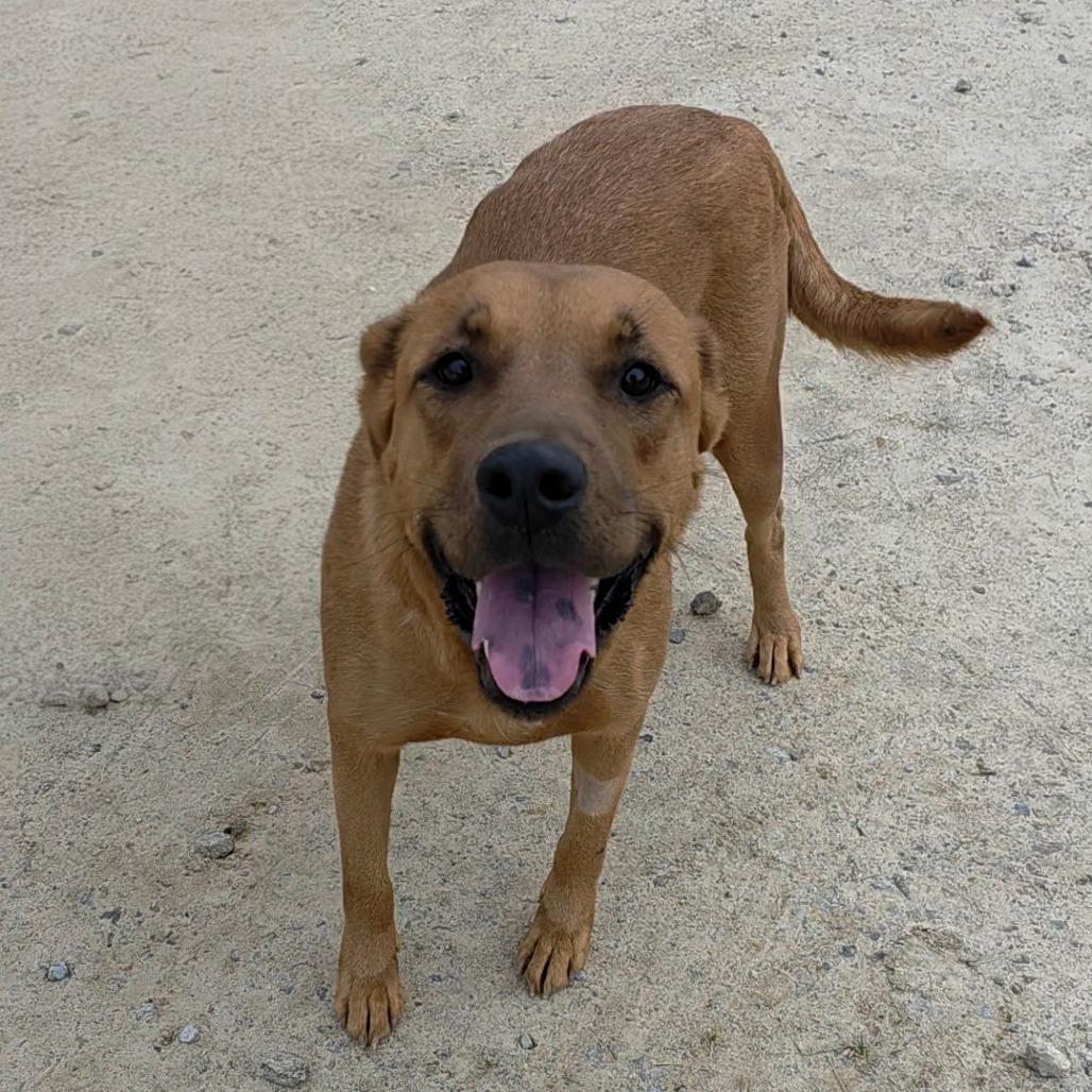 Enlarge Mama Aspen 9571, a Adoptable mixed breed in LOXAHATCHEE, FL image 4/5
