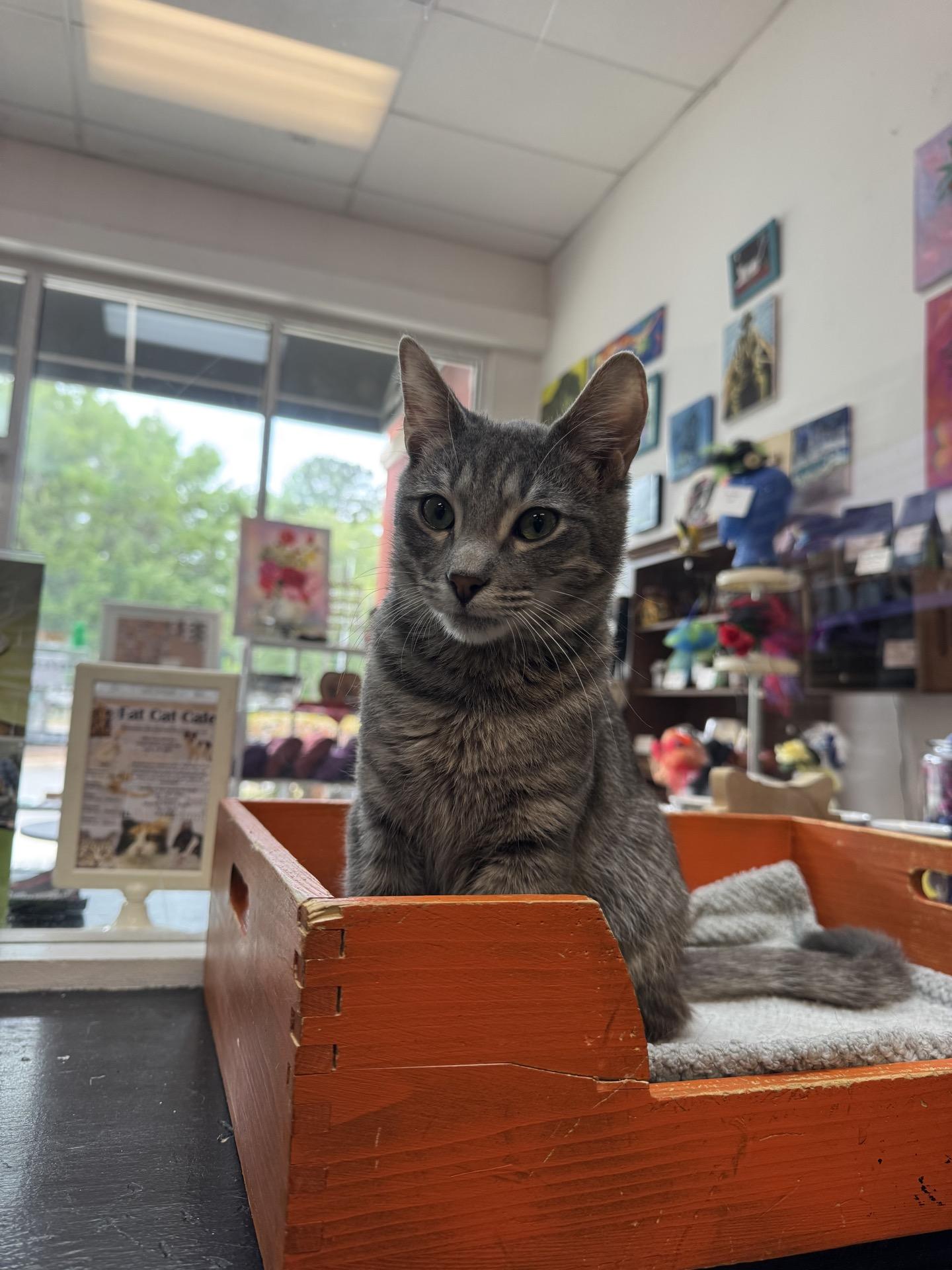 Zero @ Fat Cat Cafe, a ADOPTABLE Domestic Short Hair in Tallahassee, FL image 6/6