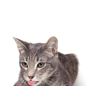 Zero @ Fat Cat Cafe, a ADOPTABLE Domestic Short Hair in Tallahassee, FL image 4/6