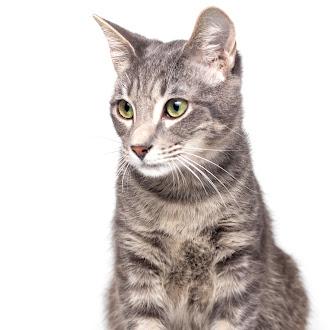 Zero @ Fat Cat Cafe, a ADOPTABLE Domestic Short Hair in Tallahassee, FL image 2/6