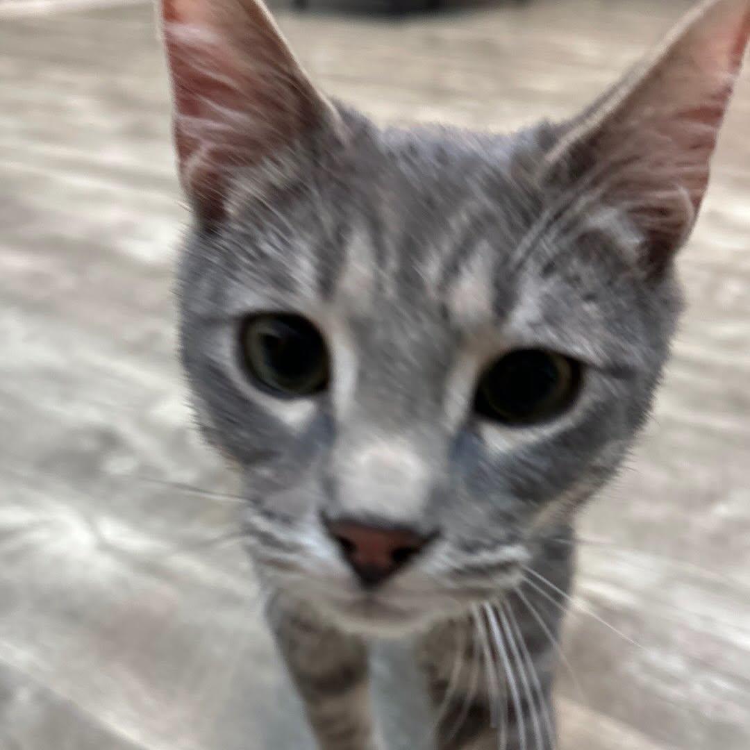 Enlarge Zero @ Fat Cat Cafe, a ADOPTABLE Domestic Short Hair in Tallahassee, FL image 2/3