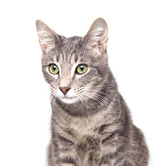 Zero @ Fat Cat Cafe, ADOPTABLE, Kitten Male Domestic Short Hair.