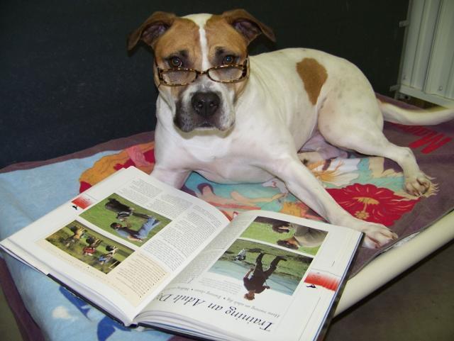 Enlarge Mabel - super friendly!, a Adoptable mixed breed in Shell Lake, WI image 1/11