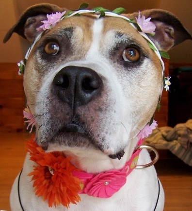 Enlarge Mabel - super friendly!, a Adoptable mixed breed in Shell Lake, WI image 2/11