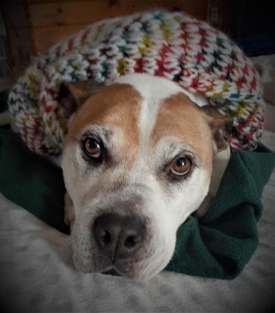 Enlarge Mabel - super friendly!, a Adoptable mixed breed in Shell Lake, WI image 3/11