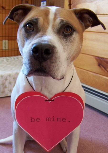 Enlarge Mabel - super friendly!, a Adoptable mixed breed in Shell Lake, WI image 4/11