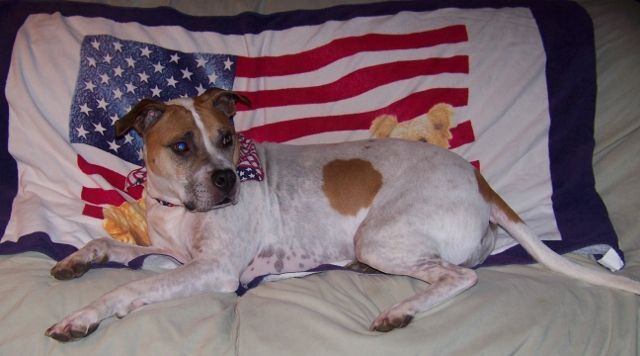 Enlarge Mabel - super friendly!, a Adoptable mixed breed in Shell Lake, WI image 5/11