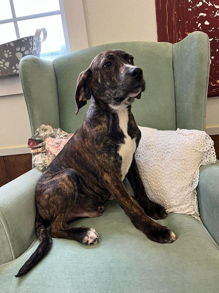 Jayden, Adopted, Young Male Hound.