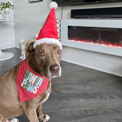 Whiskey+, Adoptable, Adult Male Labrador Retriever & Mixed Breed.