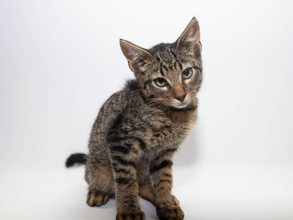 Cody, Adoptable, Kitten Male Domestic Short Hair.
