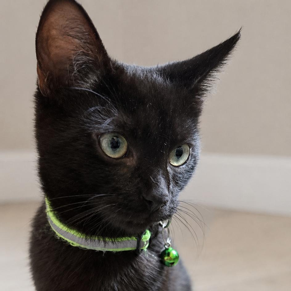 Enlarge Binx, a Adoptable mixed breed in Miami, FL image 1/4