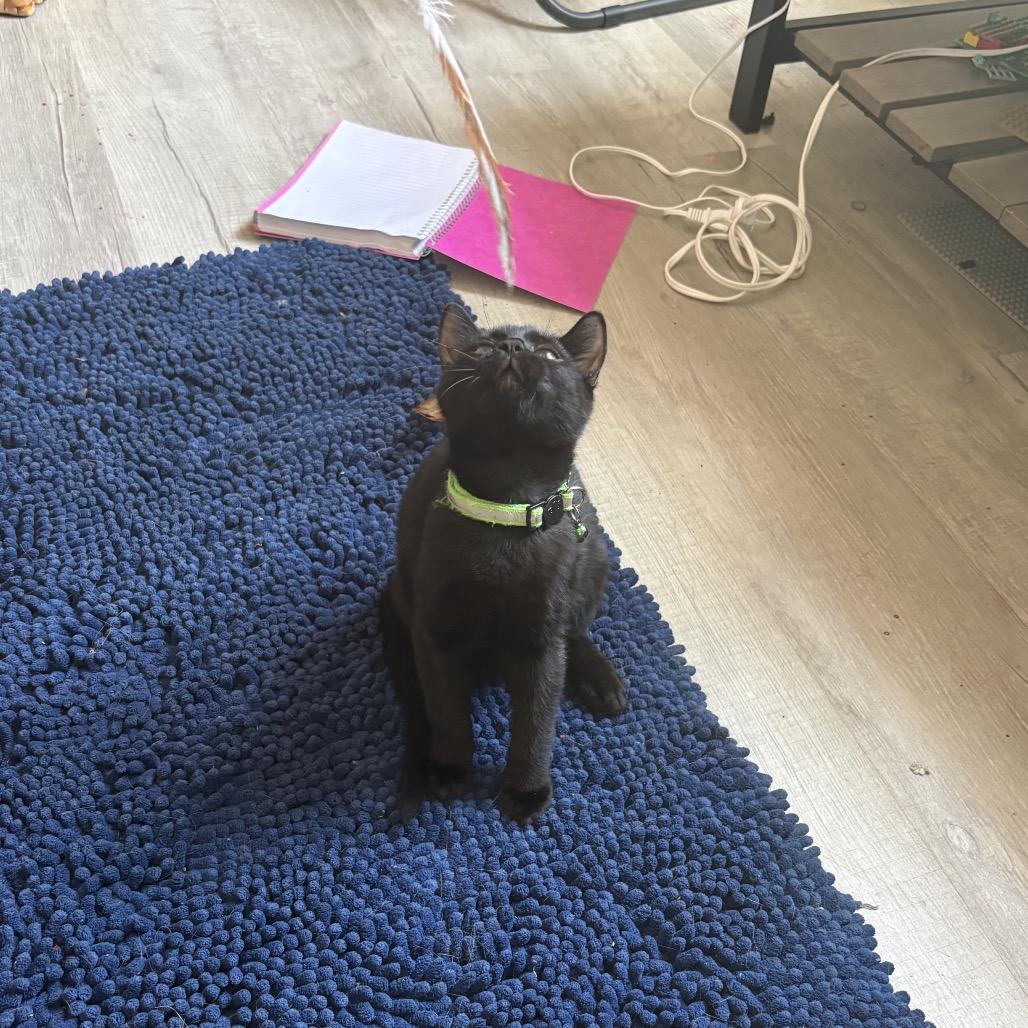 Enlarge Binx, a Adoptable mixed breed in Miami, FL image 2/4