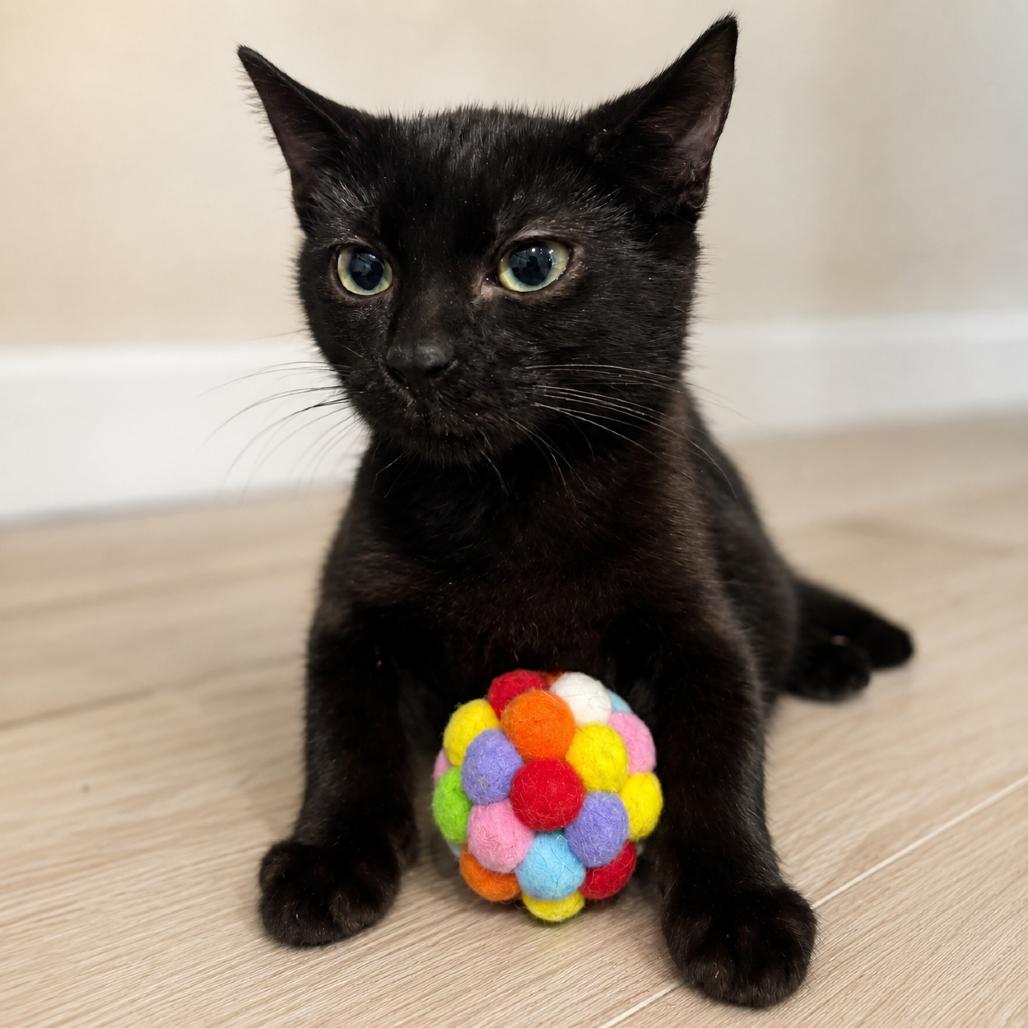 Enlarge Binx, a Adoptable mixed breed in Miami, FL image 4/4
