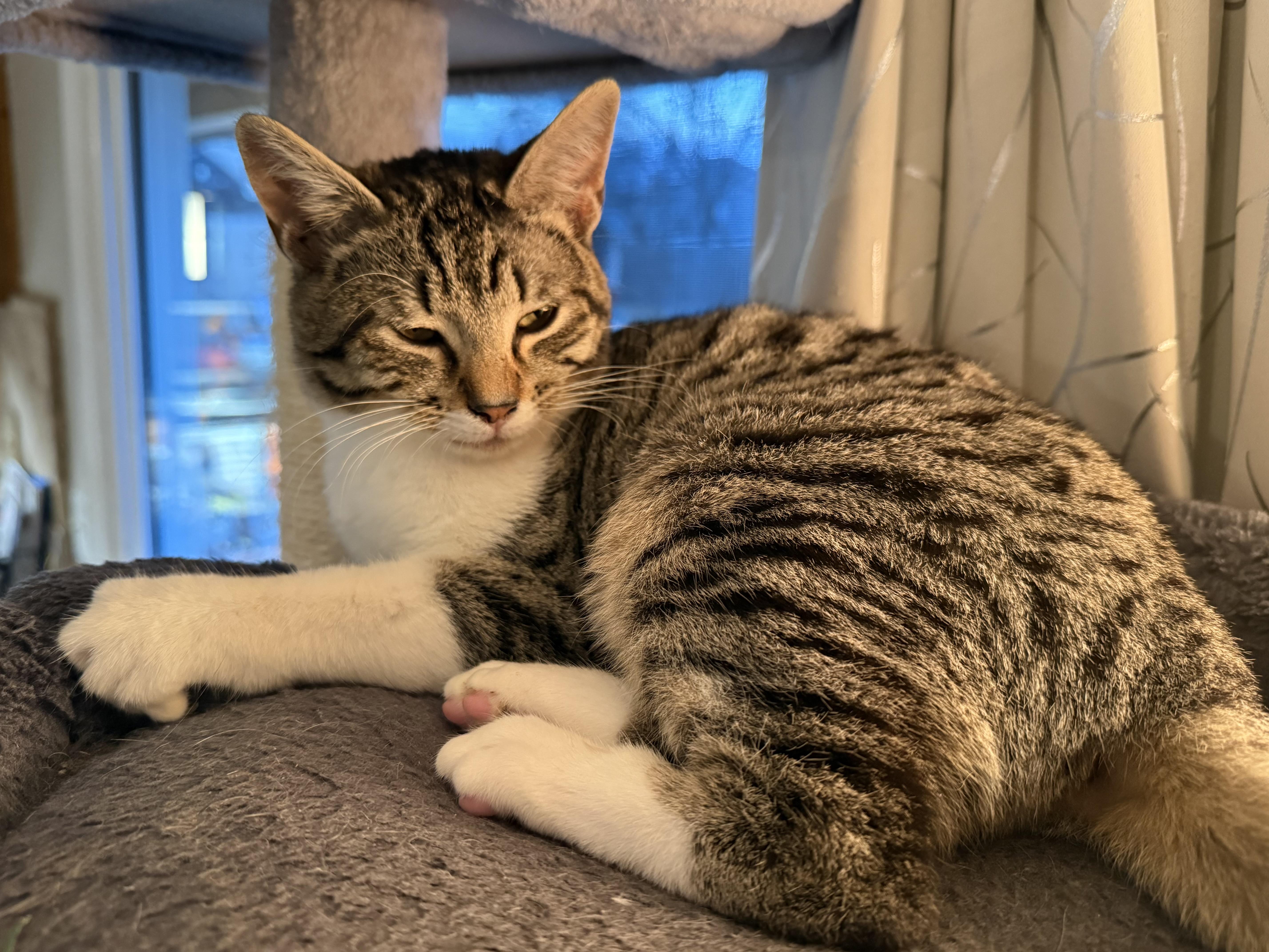 Miss Socks, a ADOPTABLE Domestic Short Hair in Fresno, CA image 2/3