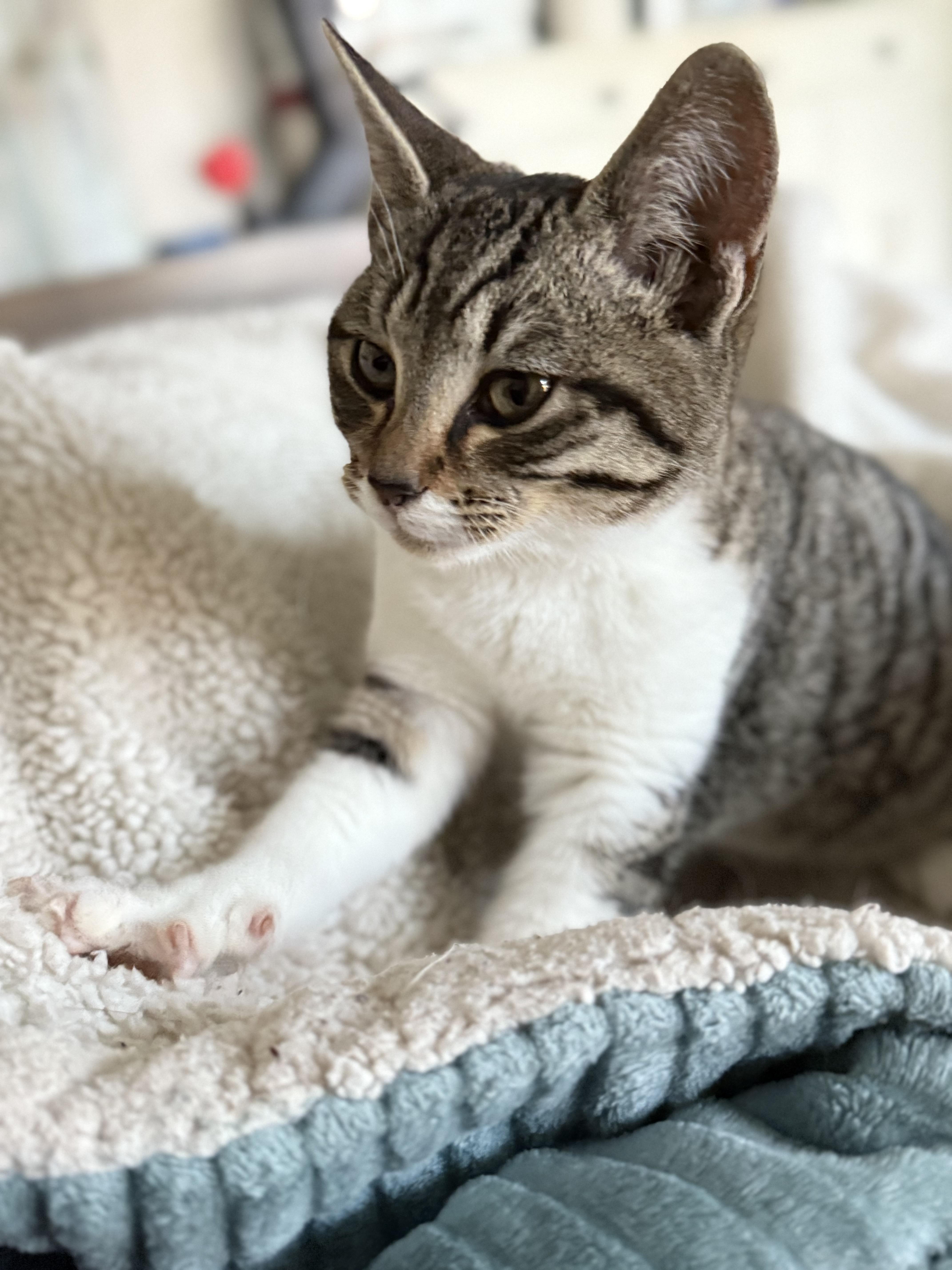 Miss Socks, a ADOPTABLE Domestic Short Hair in Fresno, CA image 1/3