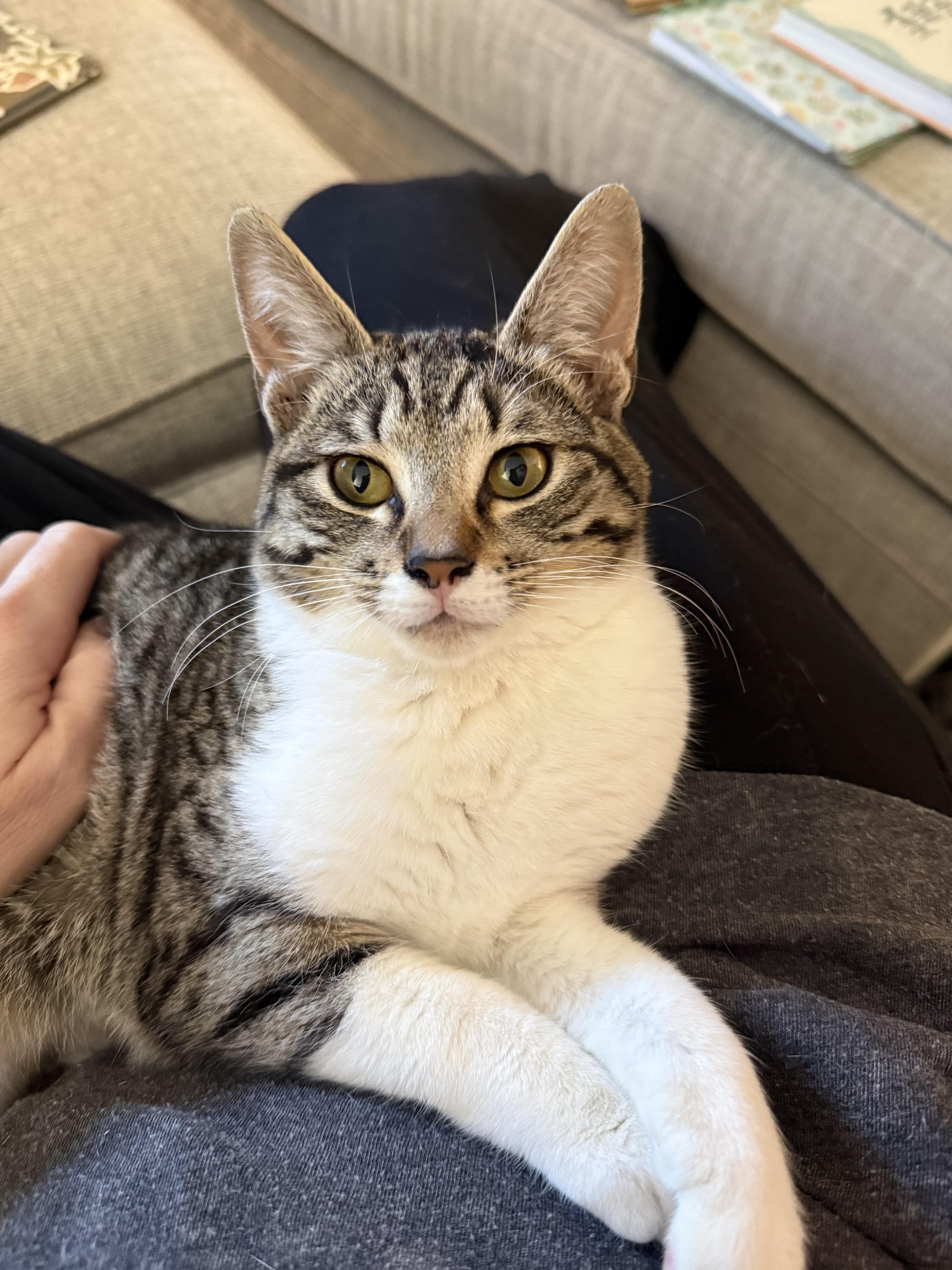 Miss Socks, a ADOPTABLE Domestic Short Hair in Fresno, CA image 3/3