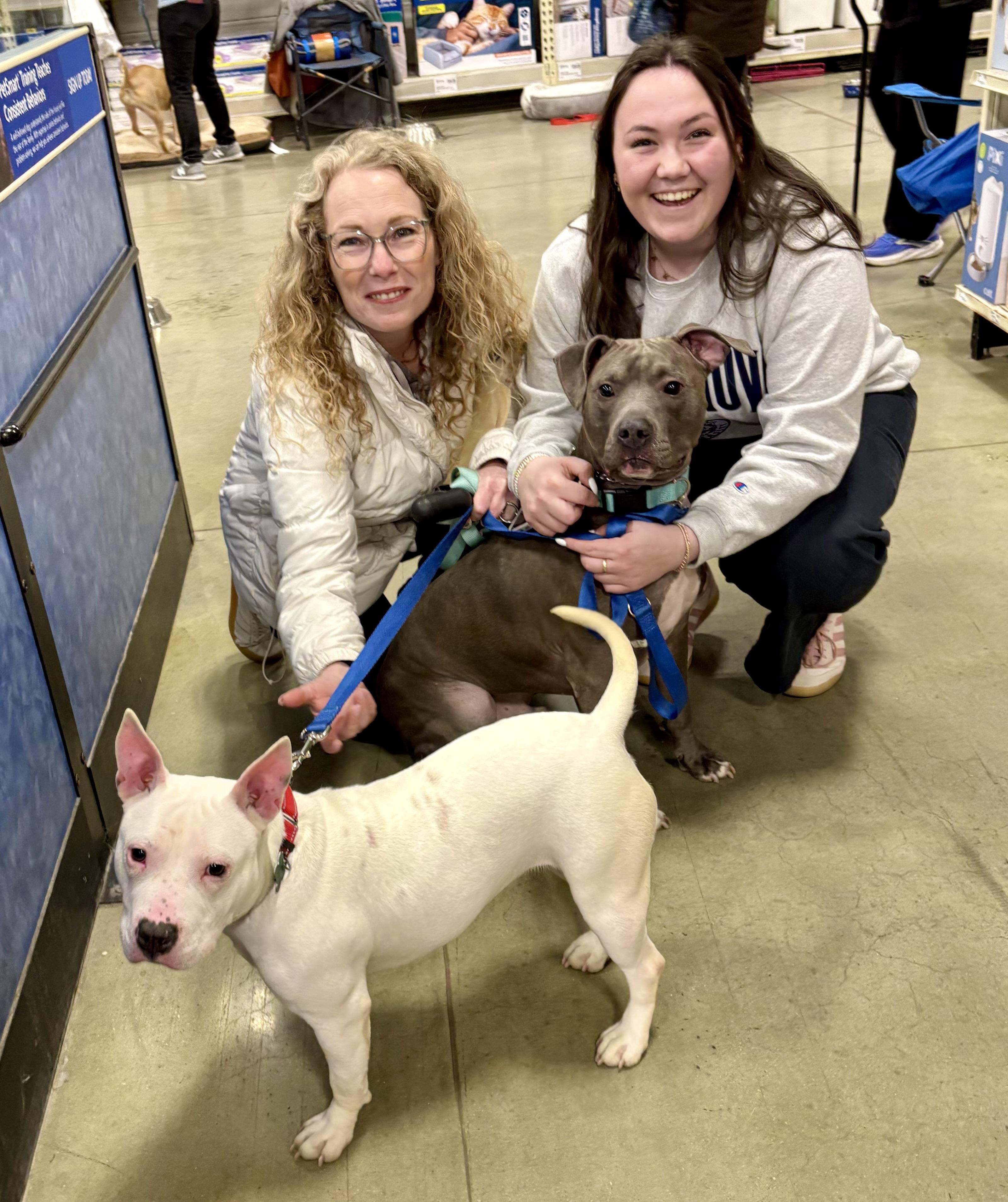 Enlarge Rae - Adoption Pending, a ADOPTABLE mixed breed in Warren, NJ image 1/6