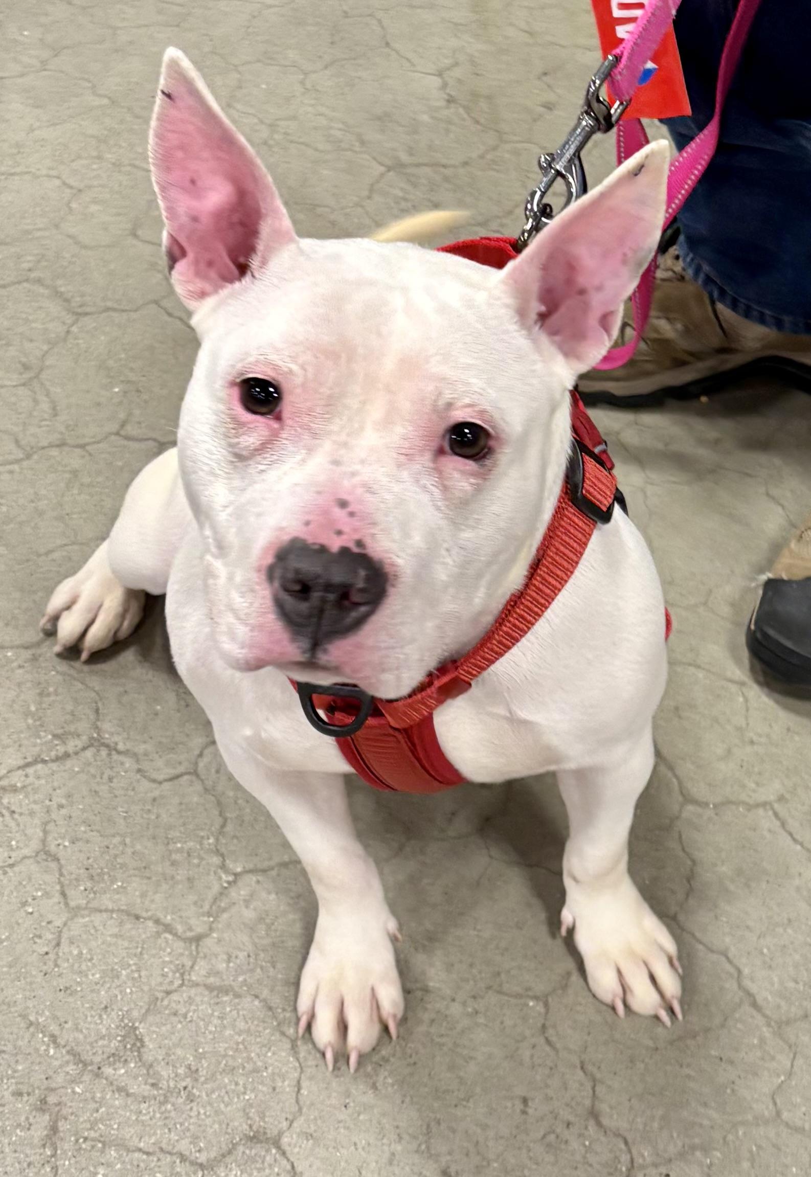 Rae, a ADOPTABLE mixed breed in Warren, NJ image 3/6