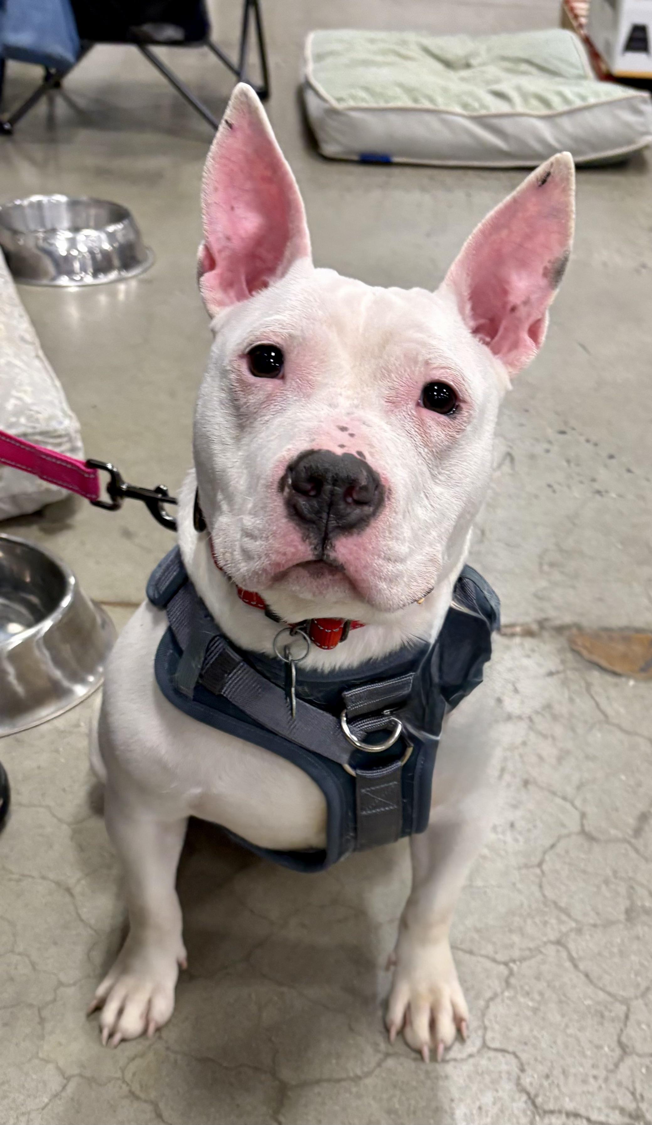 Rae, ADOPTABLE, Young Female Miniature Bull Terrier & French Bulldog.