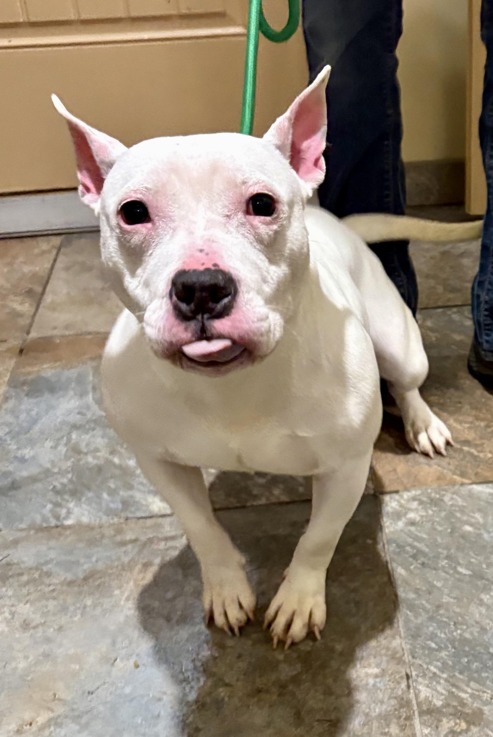 Rae, a ADOPTABLE mixed breed in Warren, NJ image 4/6