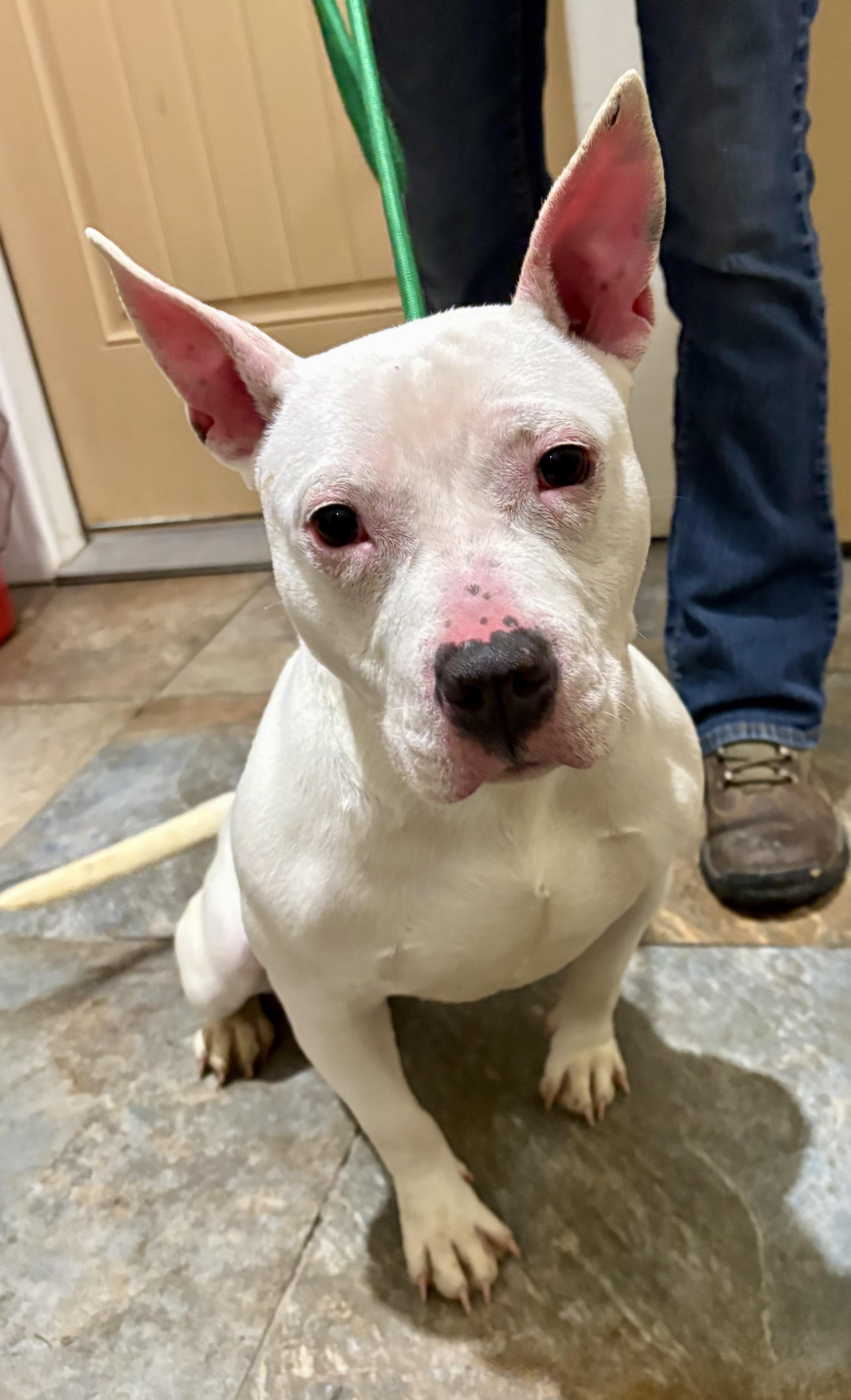 Rae, a ADOPTABLE mixed breed in Warren, NJ image 6/6