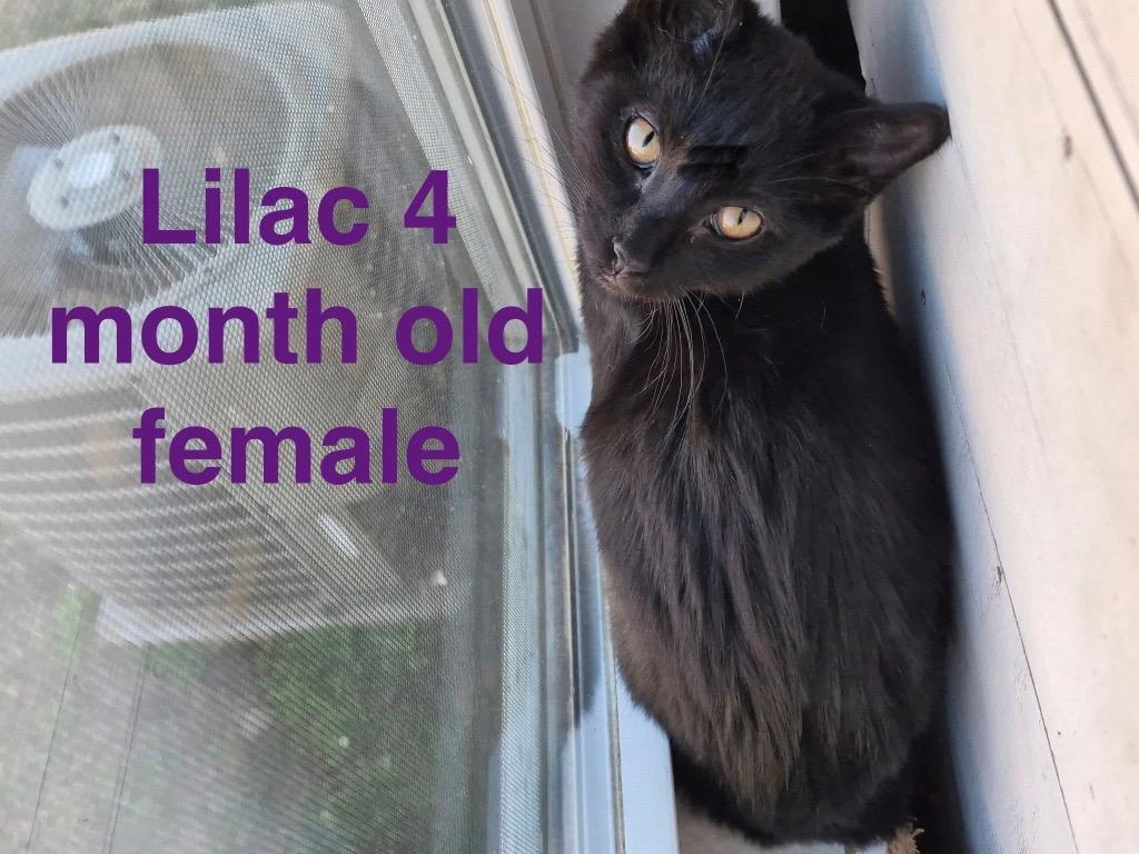 Enlarge Lilac, a Adoptable mixed breed in Mustang, OK image 1/1