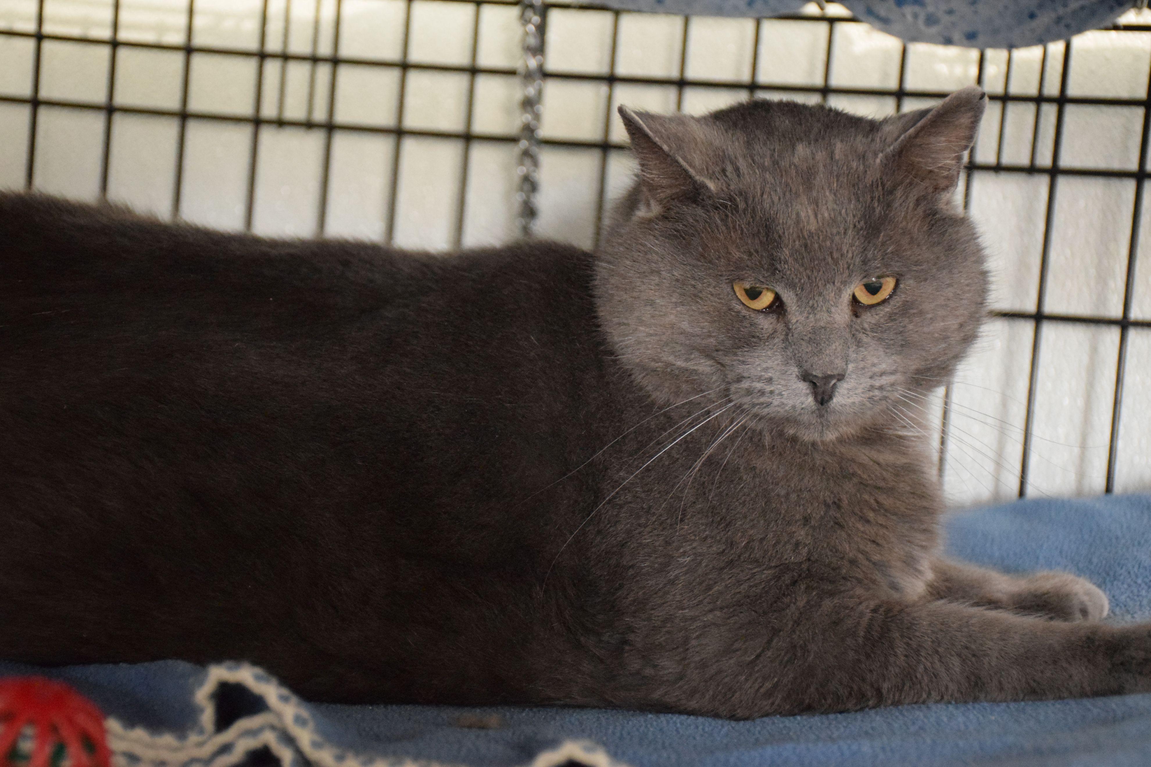 Enlarge Duke, a ADOPTABLE Domestic Short Hair in Claresholm, AB image 2/2