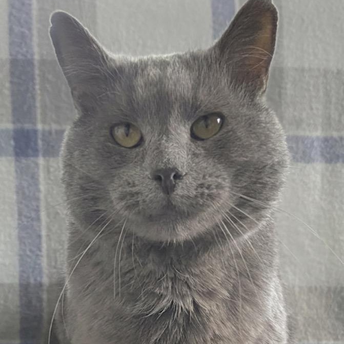 Duke, ADOPTABLE, Adult Male Domestic Short Hair.