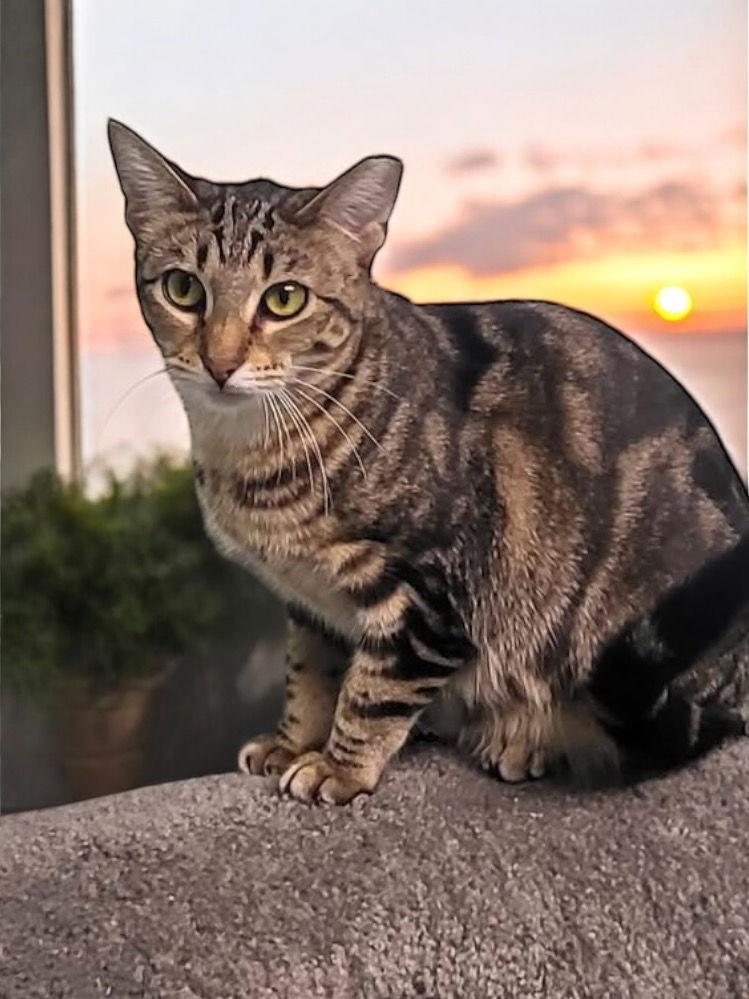 Shirley, Adoptable, Adult Female Domestic Short Hair.