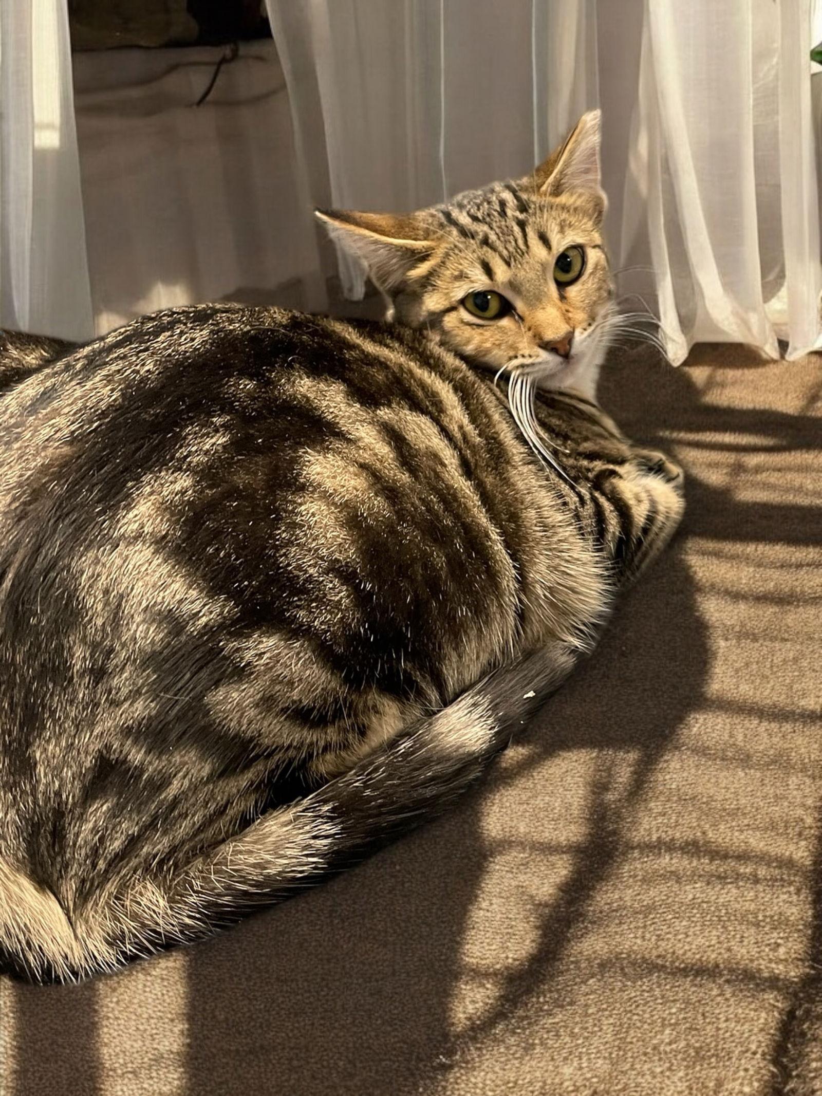 Enlarge Shirley, a Adoptable Domestic Short Hair in Champaign, IL image 2/3