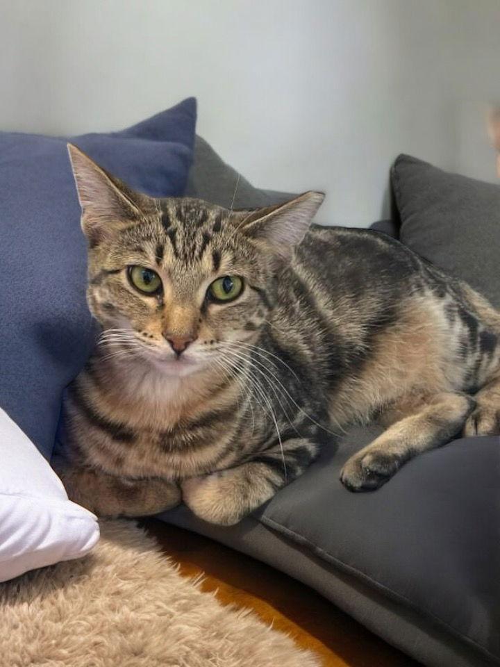 Enlarge Shirley, a Adoptable Domestic Short Hair in Champaign, IL image 3/3