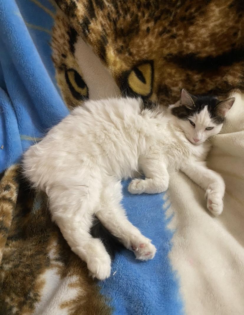 Dancer and Prancer, a Adoptable Domestic Long Hair in Waterdown, ON image 5/6