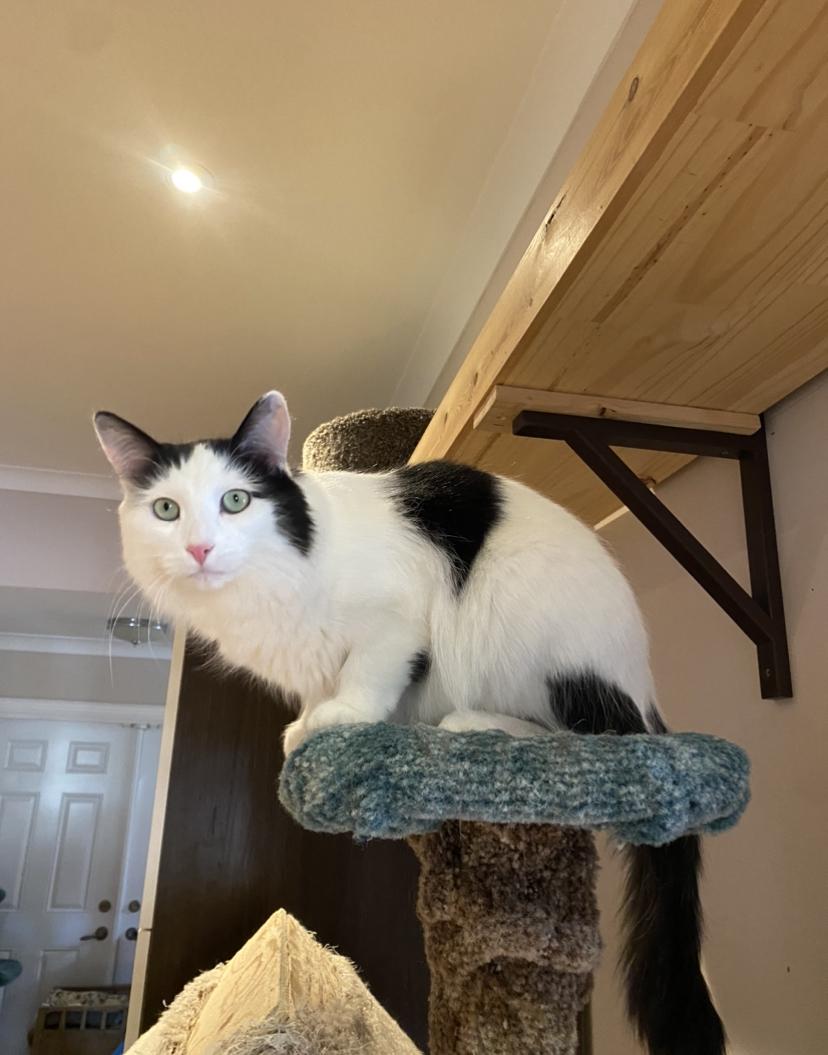 Dancer and Prancer, a Adoptable Domestic Long Hair in Waterdown, ON image 6/6